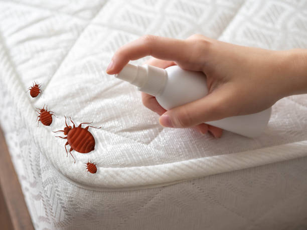 Best Termite Control Services  in Morganville, NJ